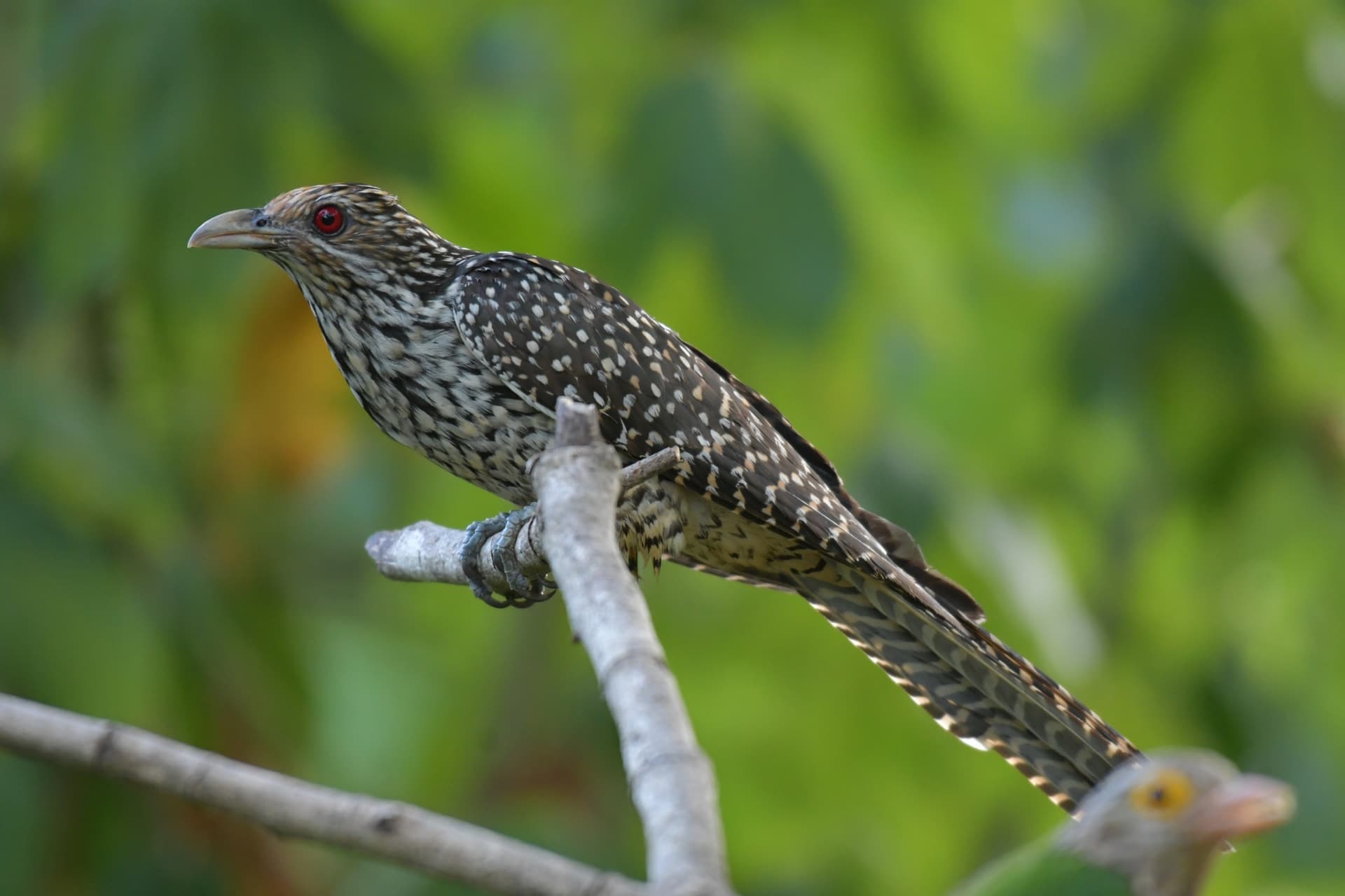 Le Coucou Koël, l’oiseau qu’on entend hurler partout en Thaïlande
