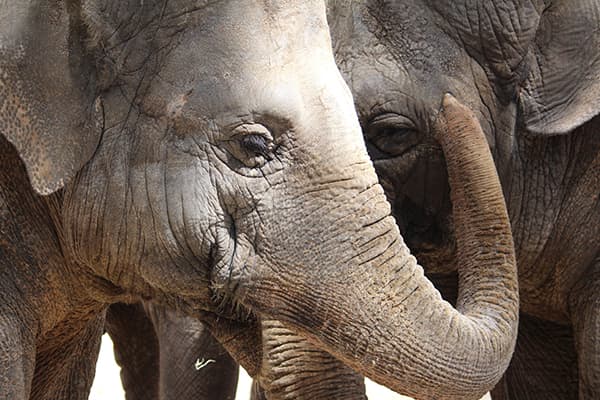 Voir les éléphants en Thaïlande : 5 refuges et sanctuaires responsables