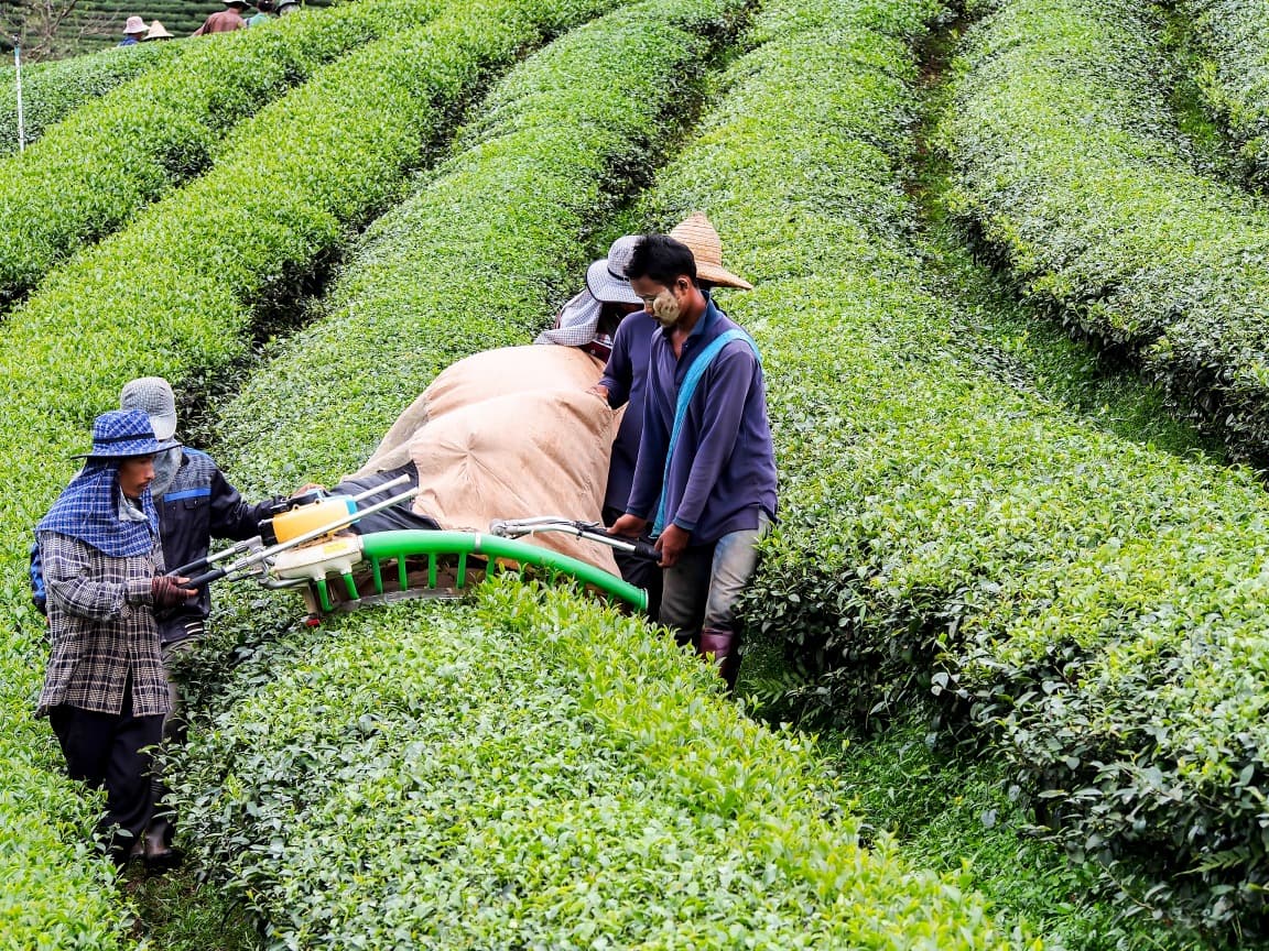 Plantation de thé de Mae Salong